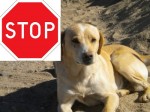 Problema câinilor comunitari din Dumbrăvița